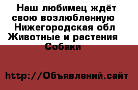 Наш любимец ждёт свою возлюбленную - Нижегородская обл. Животные и растения » Собаки   